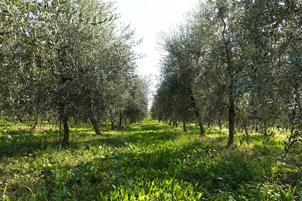 Picnic on Lake Garda among olive trees and local organic products 3