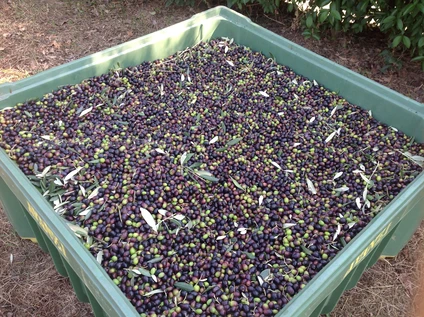 Degustazione olio d'oliva e vini biologici al Lago di Garda 15