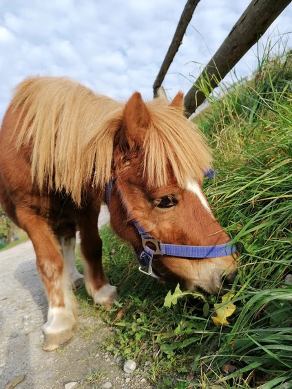 Stupenda escursione al maso con merenda in un agriturismo del Trentino 1