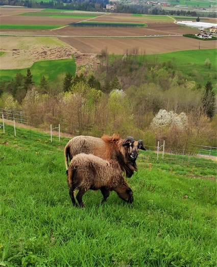 Wanderung zu einem Bauernhof in einem Agriturismo im Trentino 2