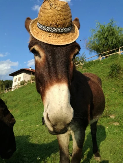 Wanderung zu einem Bauernhof in einem Agriturismo im Trentino 3