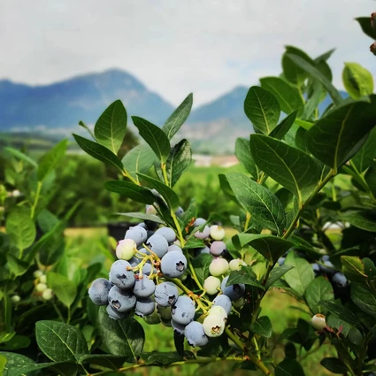 Wanderung zu einem Bauernhof in einem Agriturismo im Trentino 4