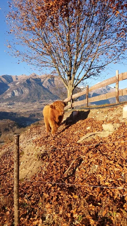 Wanderung zu einem Bauernhof in einem Agriturismo im Trentino 7