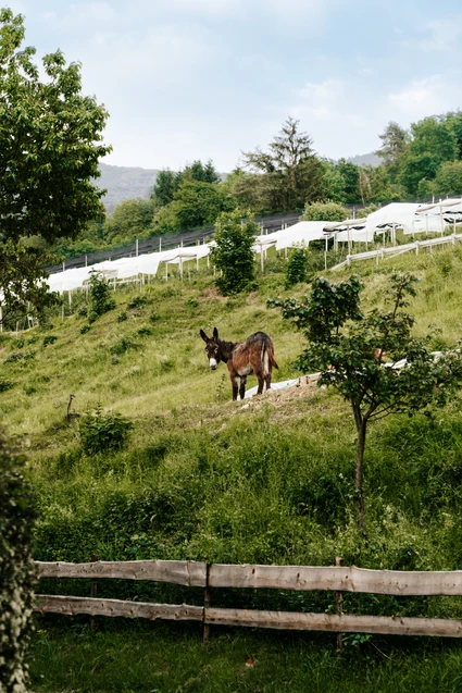 Walk with snack to a historic farm stay in Northern Lake Garda 9