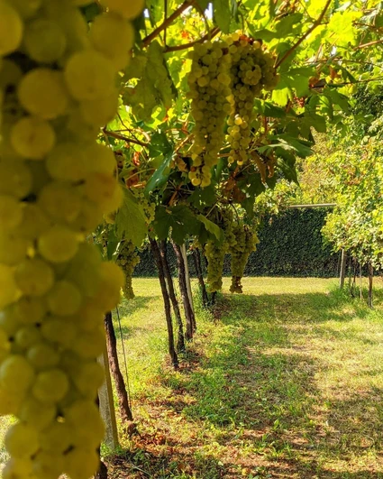 Picnic d'Autore in vigneto: l'Essenza del Lago di Garda a Lazise 3