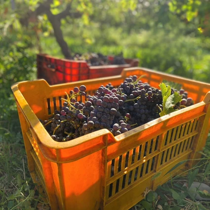 Visita della cantina e degustazione di vini nell'entroterra del Garda 5