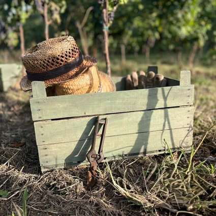 Visita della cantina e degustazione di vini nell'entroterra del Garda 6