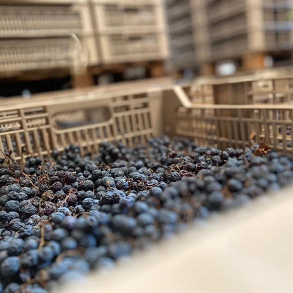 Visita della cantina e degustazione di vini nell'entroterra del Garda 11