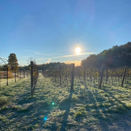 Visita della cantina e degustazione di vini nell'entroterra del Garda 12