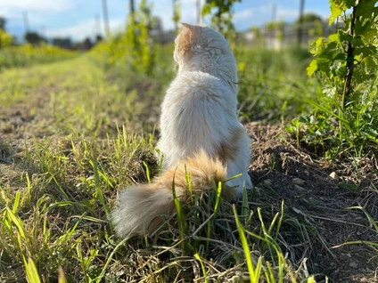 Visita della cantina e degustazione di vini nell'entroterra del Garda 13