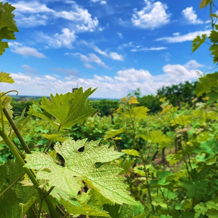 Visita della cantina e degustazione di vini nell'entroterra del Garda 14