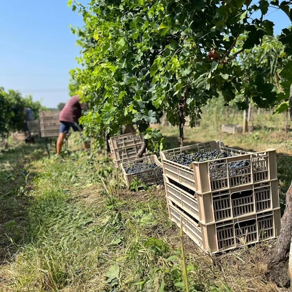 Visita della cantina e degustazione di vini nell'entroterra del Garda 16