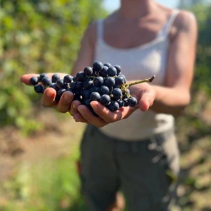 Visita della cantina e degustazione di vini nell'entroterra del Garda 17