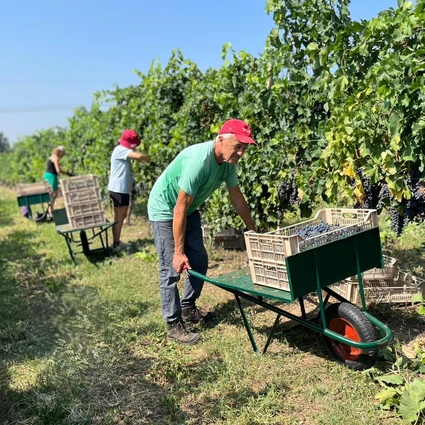 Visita della cantina e degustazione di vini nell'entroterra del Garda 18