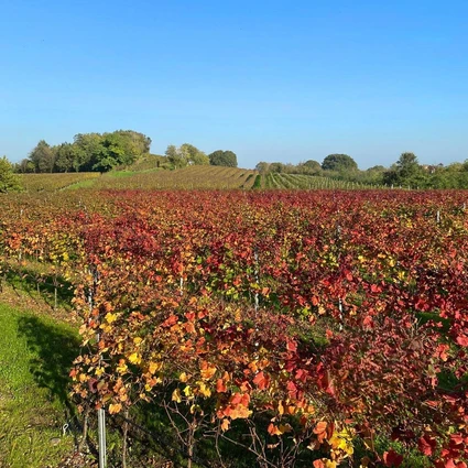 Visita della cantina e degustazione di vini nell'entroterra del Garda 23