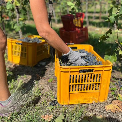 Visita della cantina e degustazione di vini nell'entroterra del Garda 24