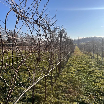 Visita della cantina e degustazione di vini nell'entroterra del Garda 29