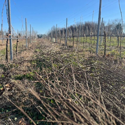 Visita della cantina e degustazione di vini nell'entroterra del Garda 28