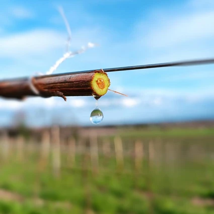 Visita della cantina e degustazione di vini nell'entroterra del Garda 25