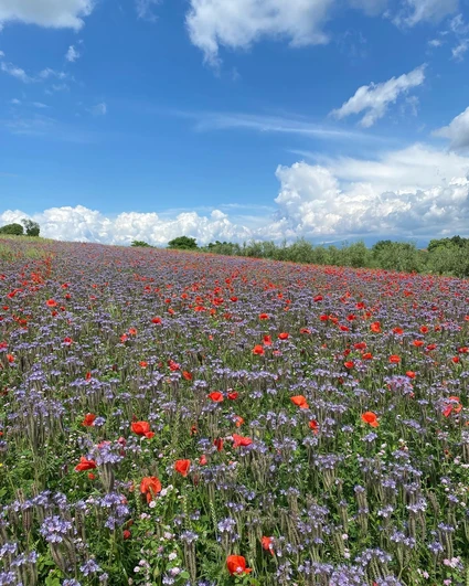 E-Bike Tour al Lago di Garda con degustazione di vini in cantina 6
