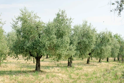 Picnic on Lake Garda among olive trees and local organic products 6