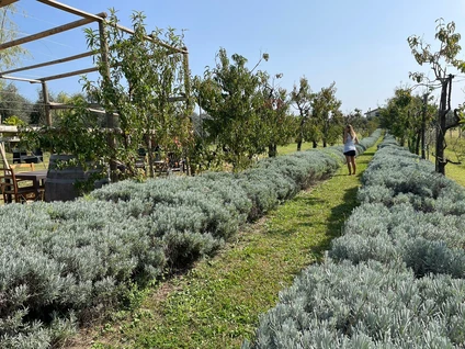 Picnic on Lake Garda among olive trees and local organic products 11