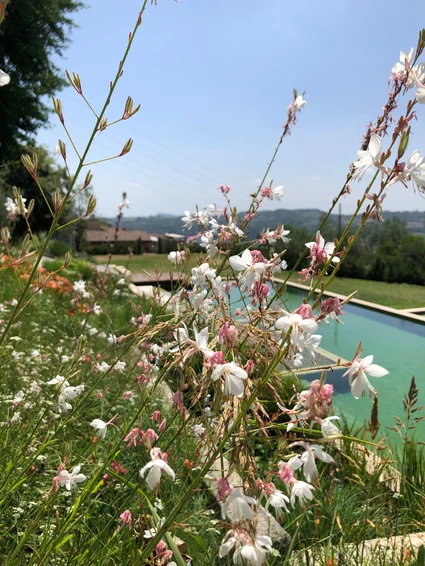 Wine tasting and lunch at an organic natural swimming pool on Lake Garda 5