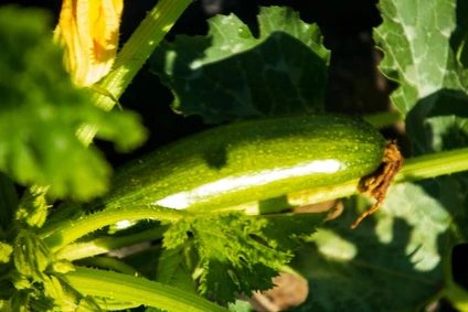 Ernte des Gemüses im dynamischen Bio-Garten mit dem Agronomen 4
