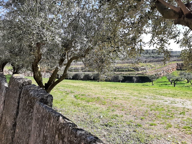 Wine walk in Valpolicella among terraced vineyards