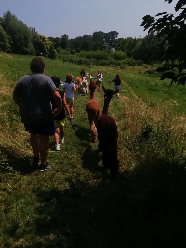 Wanderung mit dem Alpaka am Gardasee von San Felice aus