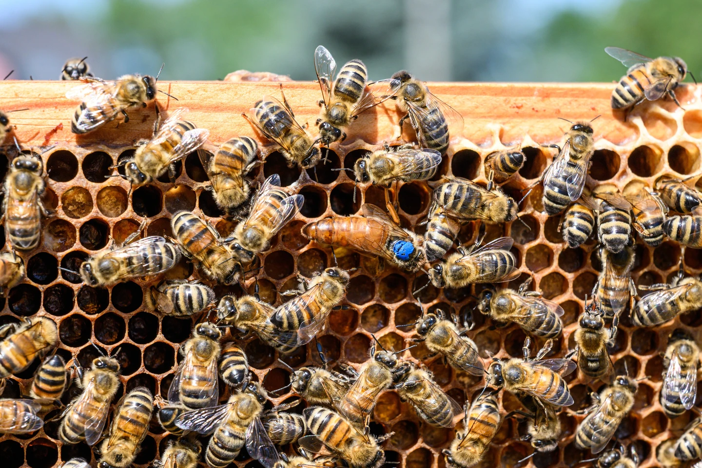 Discovering an apiary: the world of bees in one day - NowMyPlace